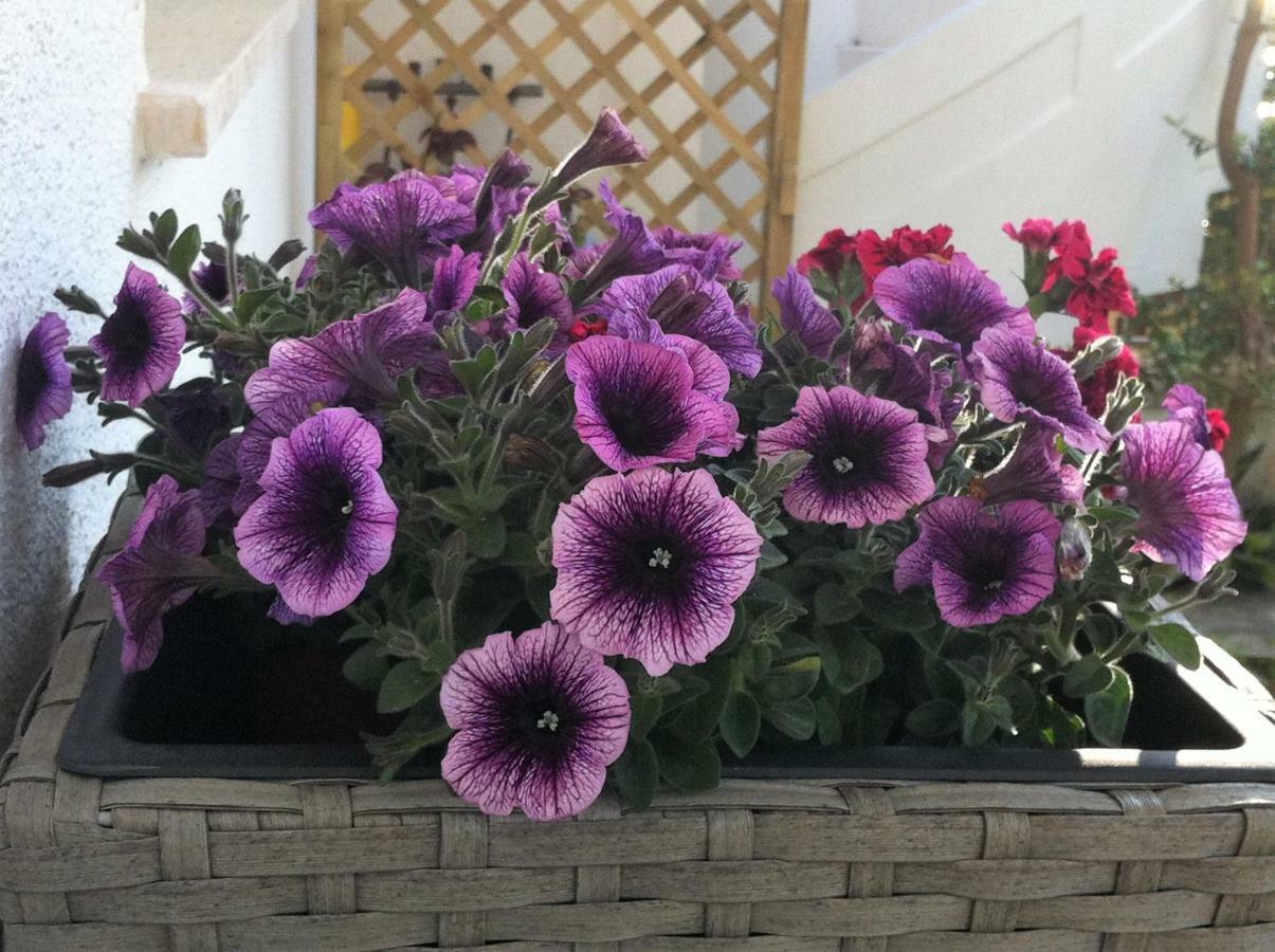 B&B Viadelmare Patù Eksteriør billede